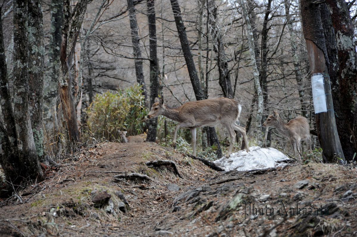 雲取山　日帰り登山